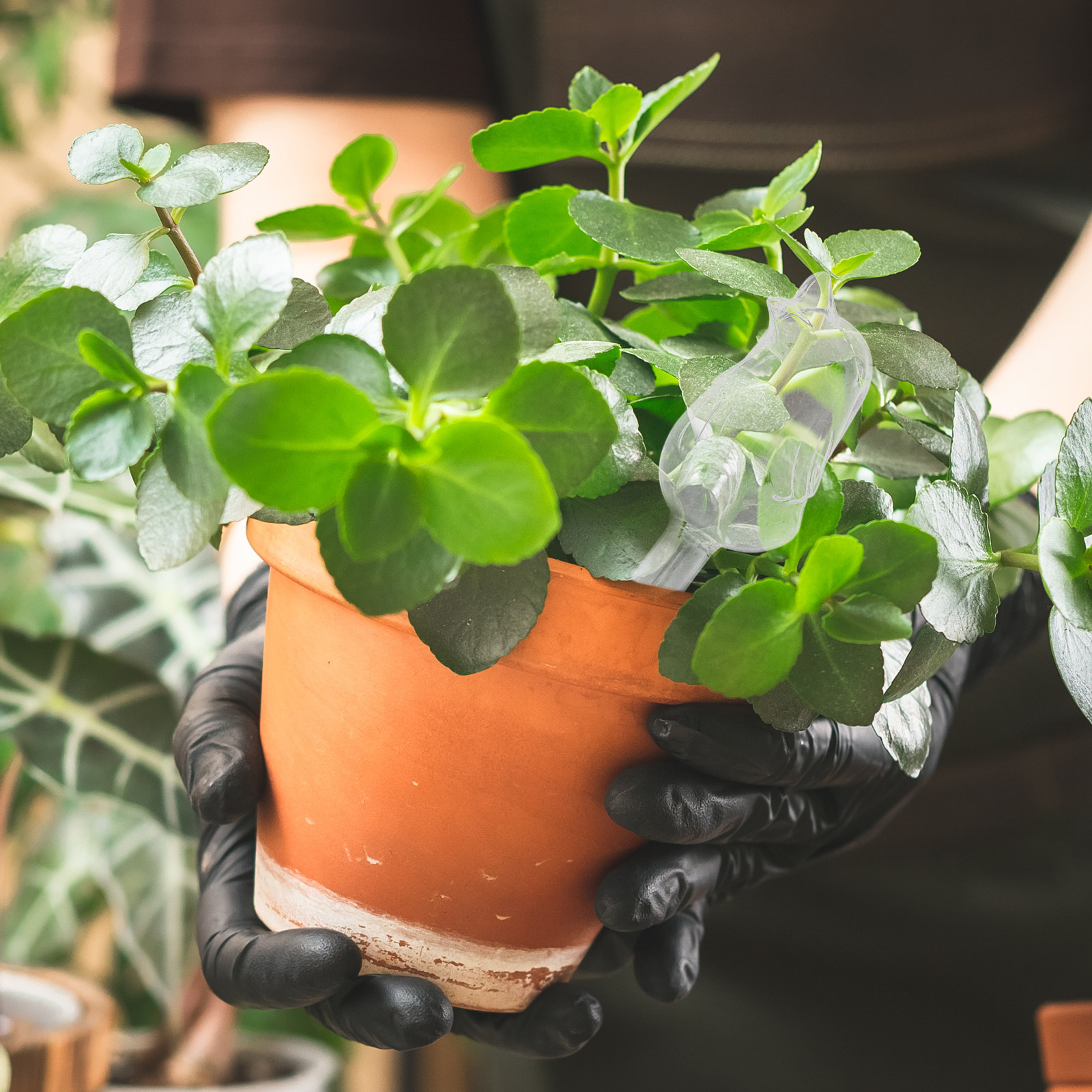 Automatic Plant Waterer - Glass Self-Watering Globes Automatic Watering Device