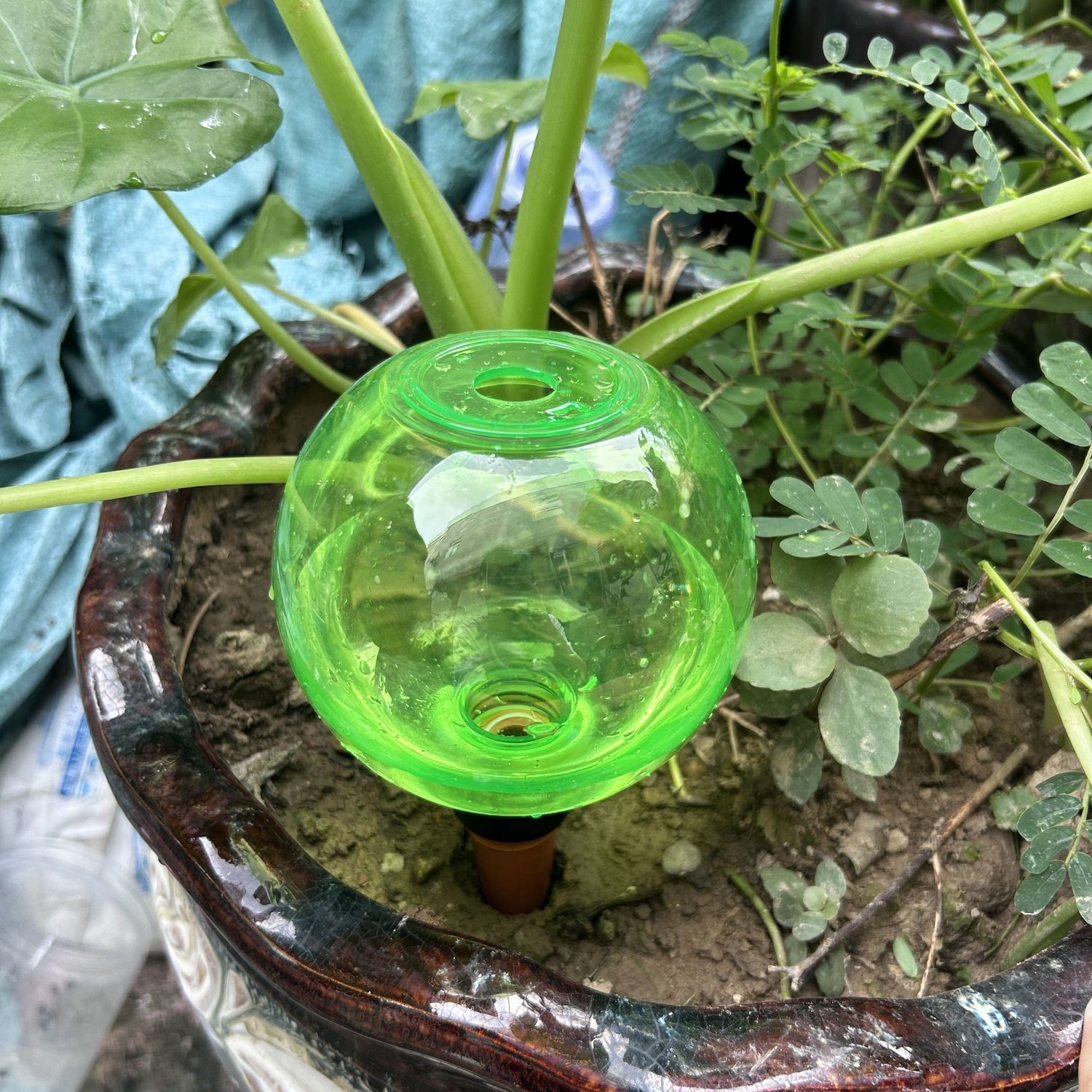2 Pcs Automatic Flower Waterer - Automatic Plant Waterer บทวิจารณ์และราคา