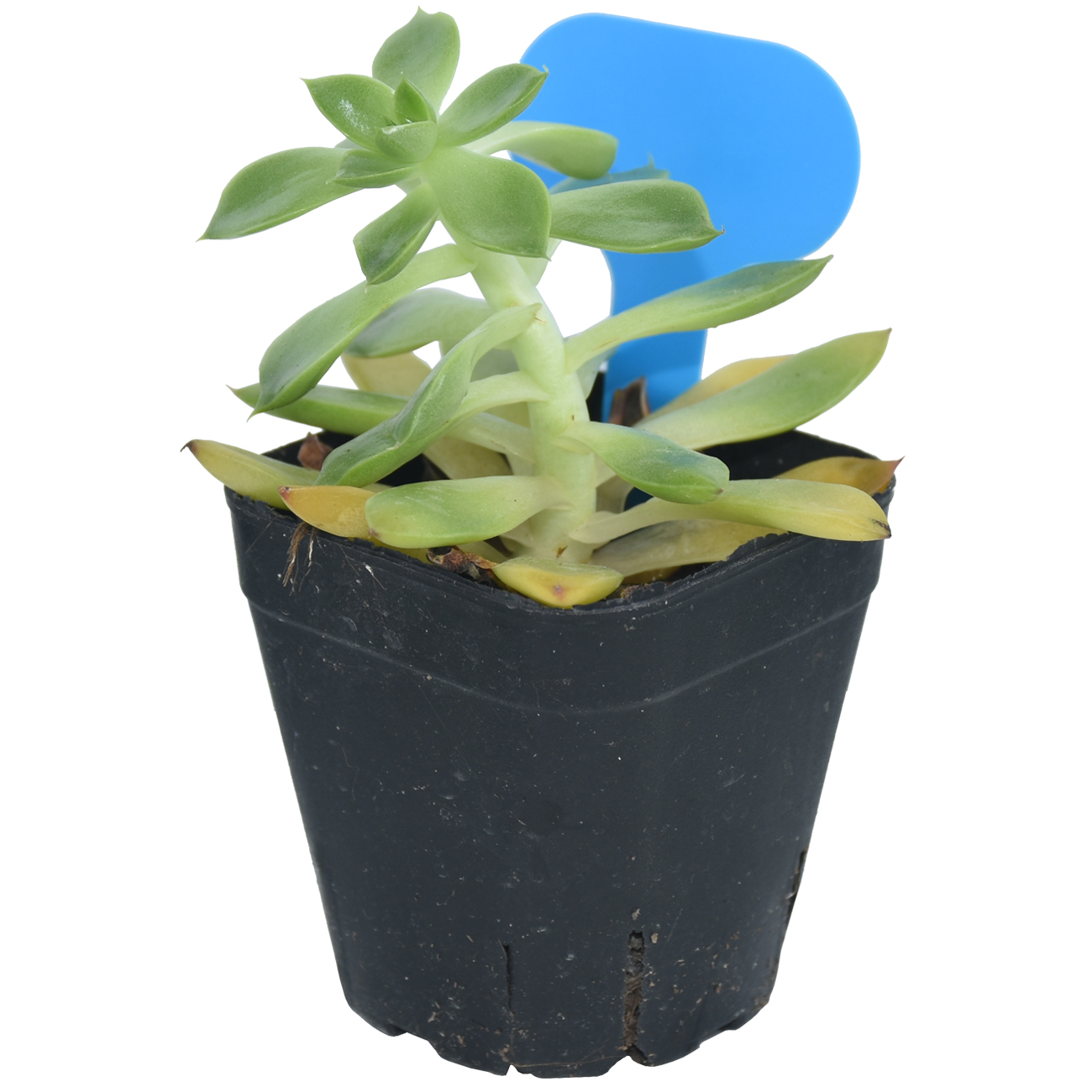 50PCS Garden Plant Labels Mark - Plant Label Tags บทวิจารณ์และราคา
