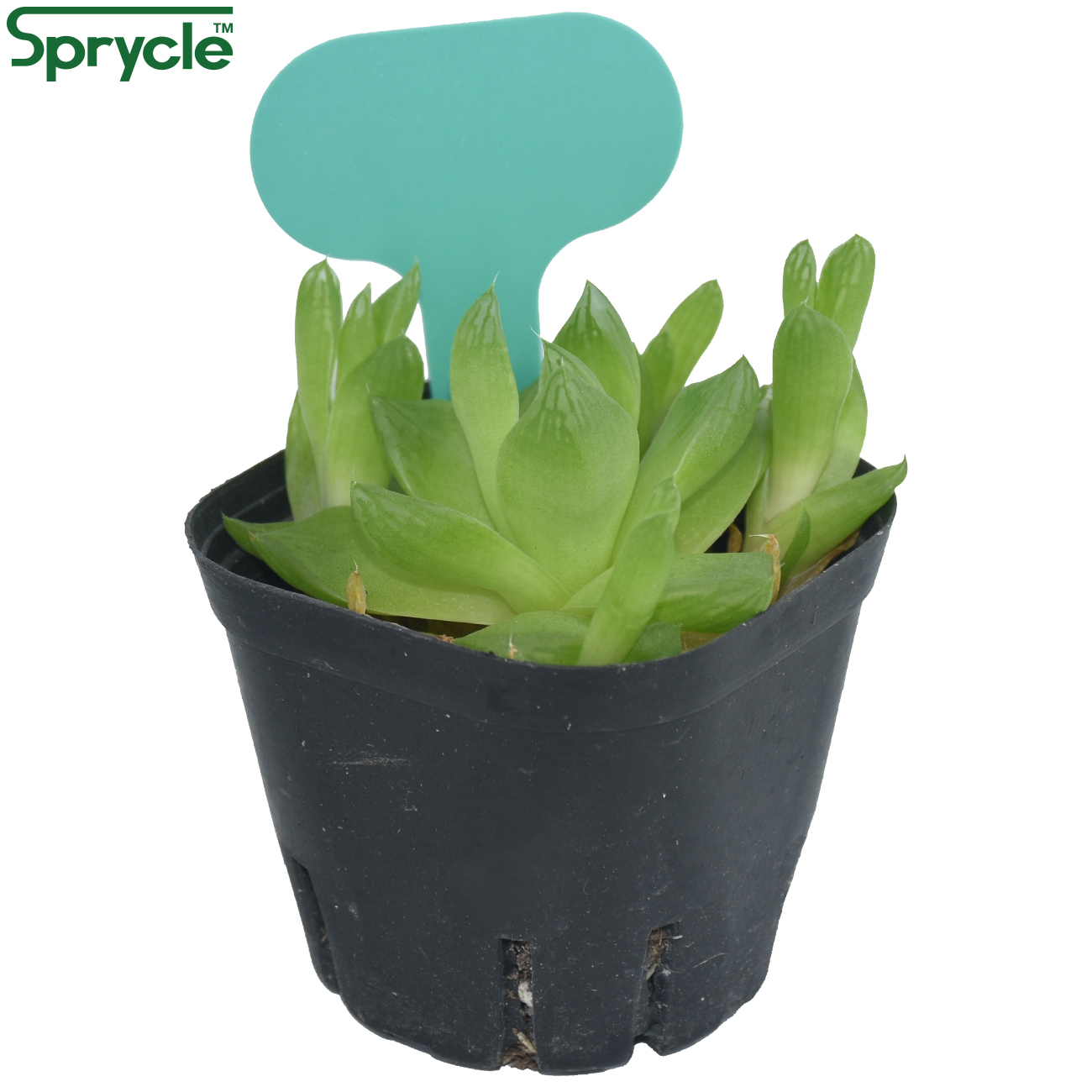 SPRYCLE 50PCS 50*70MM Colorful - Plant Label Tags บทวิจารณ์และราคา