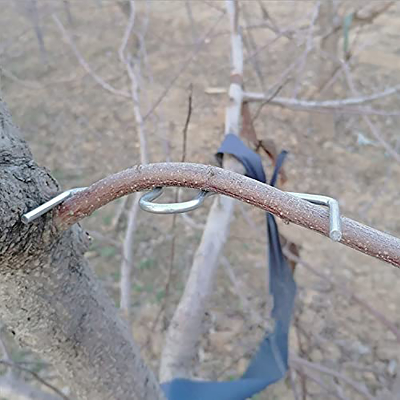 30pcs/set Fruit Tree Branch Pu - Gardening Tools Bundle บทวิจารณ์และราคา