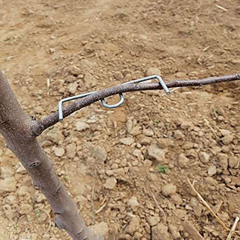 30pcs/set Fruit Tree Branch Pu - Gardening Tools Bundle บทวิจารณ์และราคา