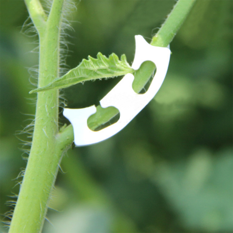 50/100pcs Botany-stem Vine Str - Gardening Tools Bundle บทวิจารณ์และราคา